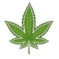 Graines de Cannabis Indica