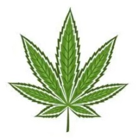 Graines de Cannabis Hybrides