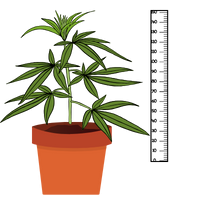 Variétés de Cannabis de Petite Taille