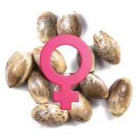 Graines de cannabis féminisées