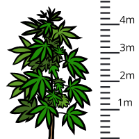 Variétés de cannabis de grande taille