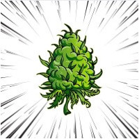 Variétés de Cannabis à Floraison Rapide