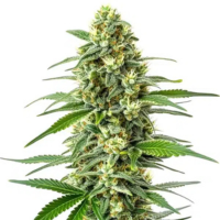 Afghan – variétés cultes de cannabis idéales pour la détente
