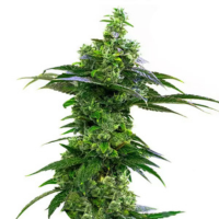 Amnesia – variété légendaire de cannabis à dominance Sativa