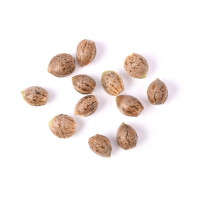Types de Graines de Cannabis - BestCannabisSeeds.fr