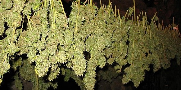 Comment sécher les fleurs de cannabis ? Guide complet