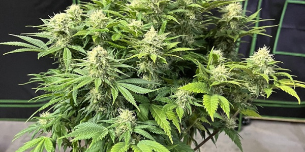 Que sont les graines de cannabis à autofloraison ?