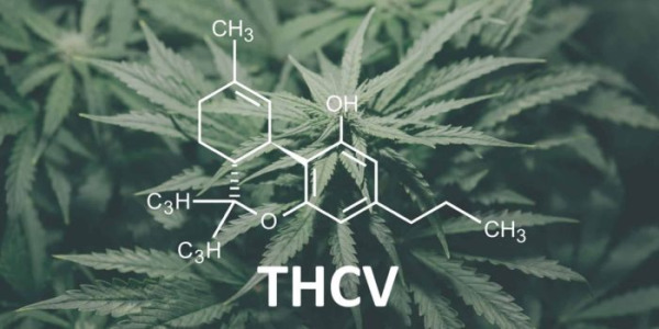 Qu’est-ce que le THCV et en quoi diffère-t-il du THC ?