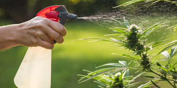 Quels sont les meilleurs engrais pour le cannabis ?