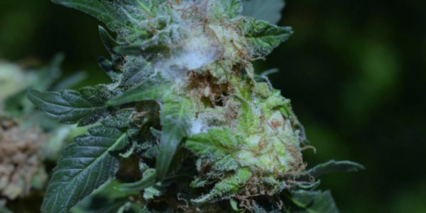 Prévenir la moisissure lors du séchage et du stockage du cannabis
