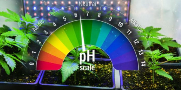 Comprendre le pH dans la culture du cannabis