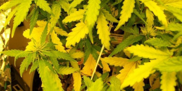 Feuilles jaunes de cannabis : causes et traitement
