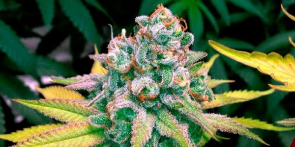 Quand commencer la phase de floraison du cannabis ?