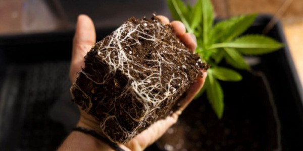 Quand et comment bien transplanter les semis de cannabis ?