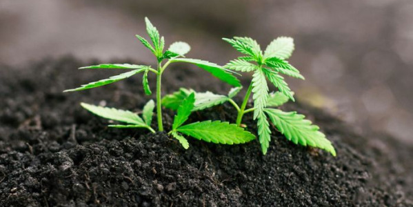 Quelle terre pour variétés autoflorissantes de cannabis ?
