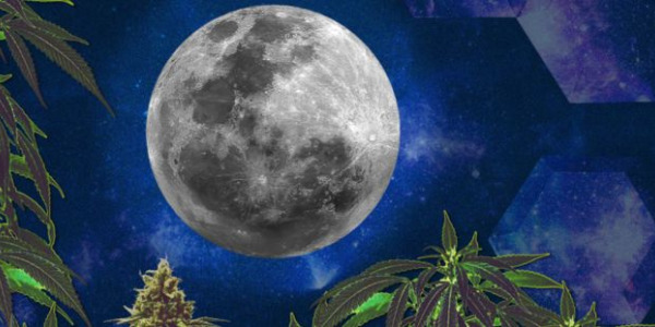 Culture du cannabis en accord avec les phases de la Lune
