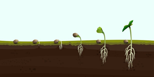 Comment faire germer des graines de cannabis ?