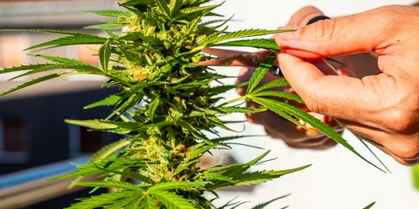 Quand récolter les plants de cannabis ? 